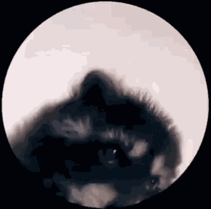 Raccoon Circle Dance Round GIF