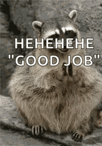 Raccoon Clap GIF