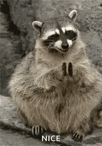 Raccoon Clap GIF