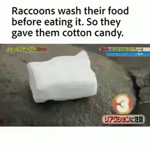Raccoon Cotton Candy GIF