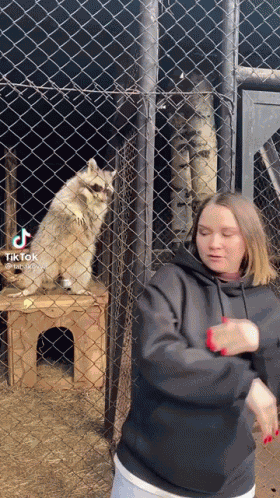 Raccoon Dancing GIF