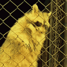 Raccoon Dancing GIF