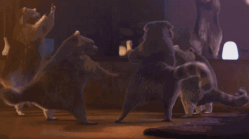 Raccoon Dancing GIF