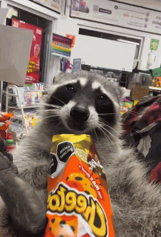 Raccoon Eating Cheeto GIF