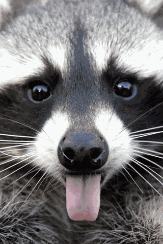 Raccoon Face GIF