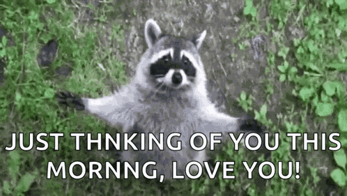 Raccoon Hug GIF