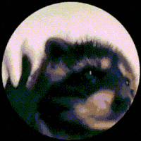 Raccoon Jam GIF