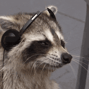 Raccoon Jamming To Music GIF