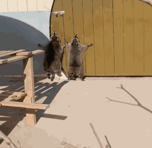 Raccoon Jump GIF
