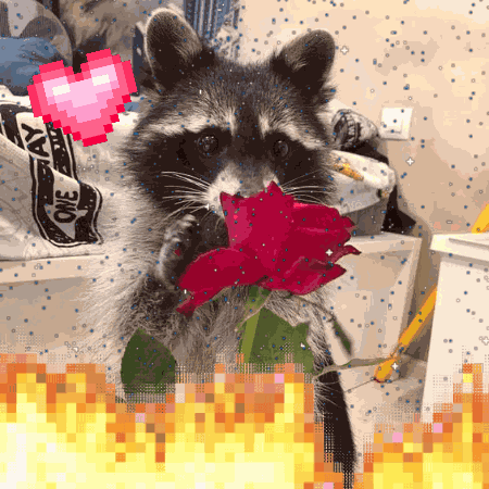 Raccoon Love Raccoon Rose GIF
