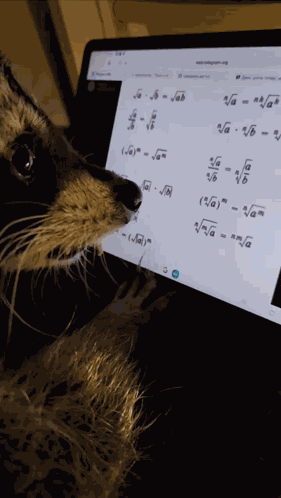 Raccoon Math GIF
