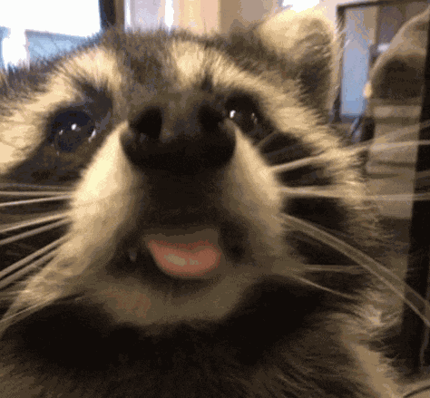 Raccoon Meme