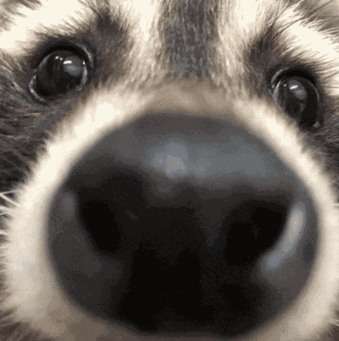 Raccoon Niki GIF