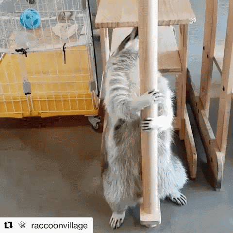 Raccoon Raccoon Dance GIF