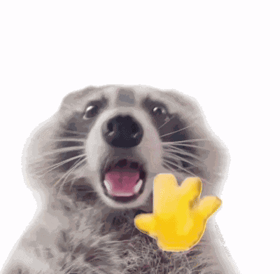 Raccoon Raccoon Funny GIF