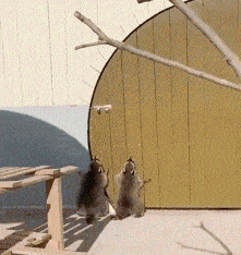 Raccoon Raccoons GIF