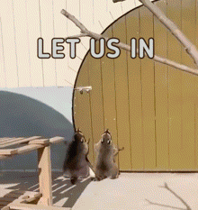 Raccoon Raccoons GIF