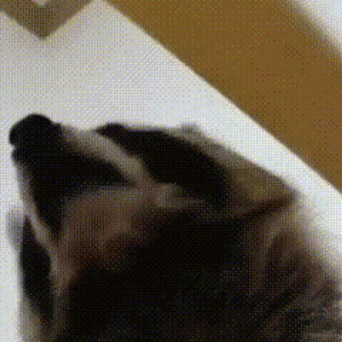 Raccoon Raccoons GIF