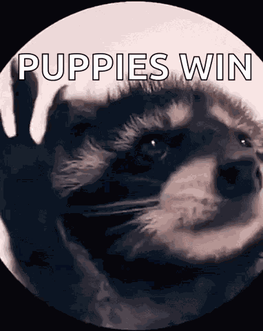 Raccoon Rave GIF