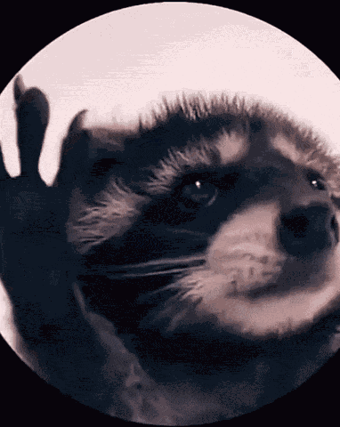Raccoon Rave GIF