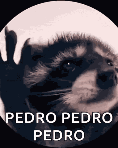 Raccoon Rave GIF