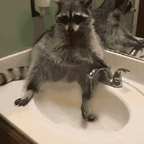 Raccoon Sink GIF