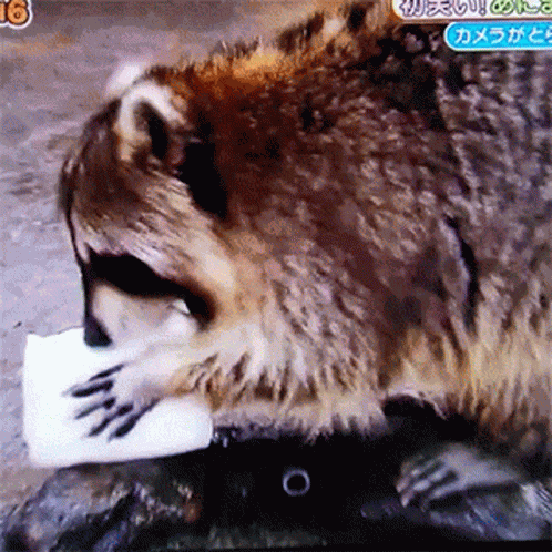 Raccoon Washing GIF