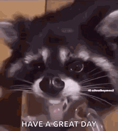 Racoon Licking GIF