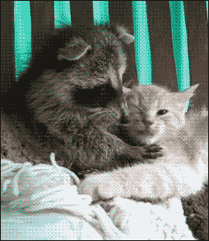 Racoon GIF