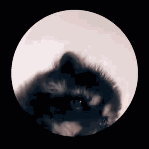 Racoon Raccoon GIF