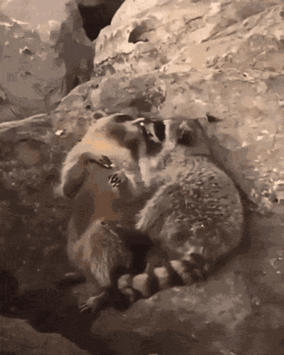 Racoon Raccoon GIF