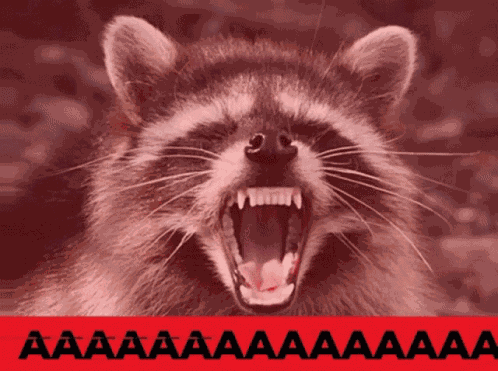 Racoon Screaming GIF