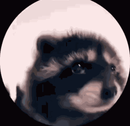 Racoon GIF