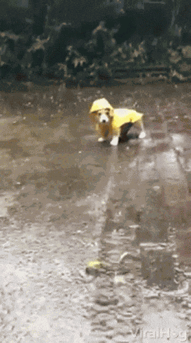 Rain GIF
