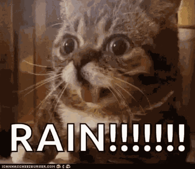 Rain Romrain GIF