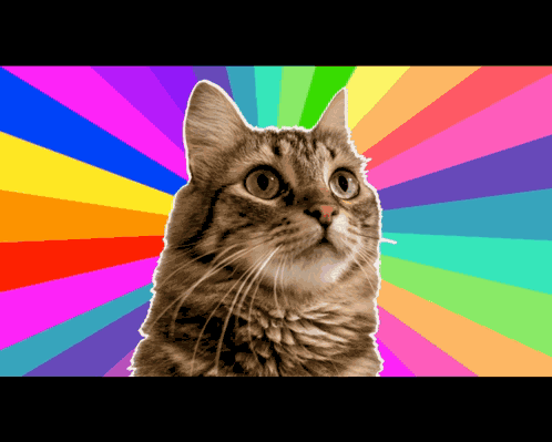 Rainbow Cat Meme Cat GIF
