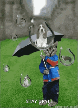 Raining Cats And Dogs GIF