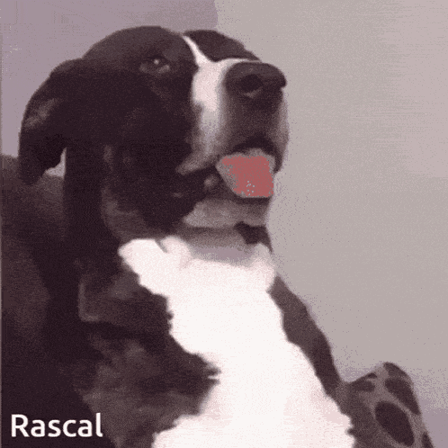 Rascal GIF