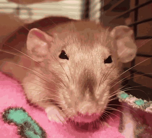 Rat Angry GIF