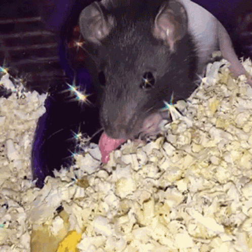 Rat Animal GIF