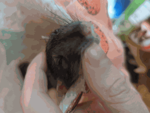 Rat Boggle GIF
