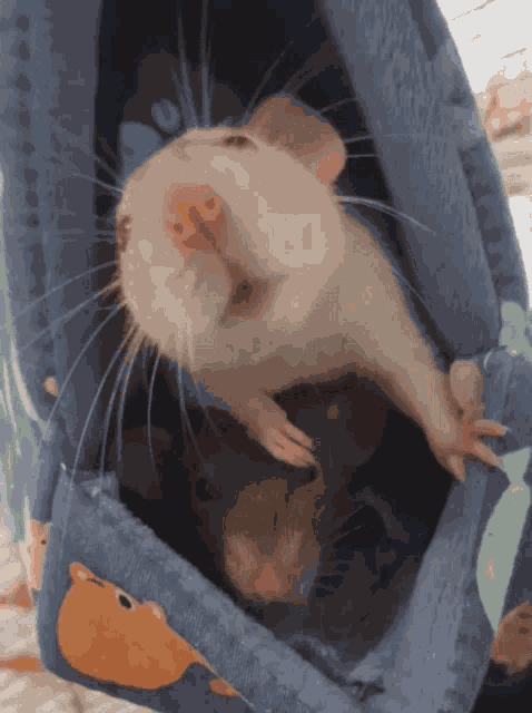Rat Boop GIF