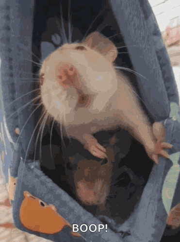Rat Cute GIF