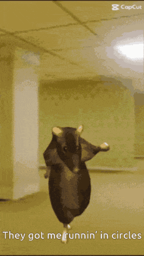 Rat Dancing Rat Meme GIF