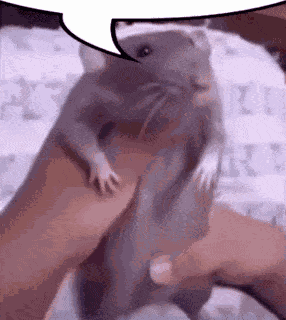 Rat Dancing Speechbubble GIF
