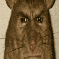 Rat Disgusted Rat GIF