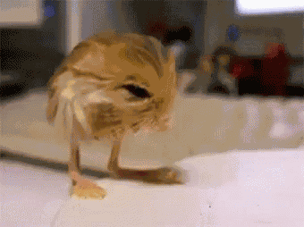 Rat Falling GIF