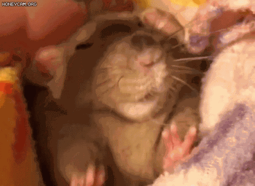 Rat GIF