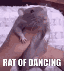 Rat Funny GIF