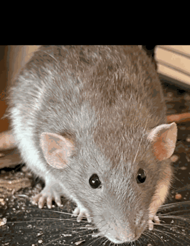 Rat Gross Rat GIF